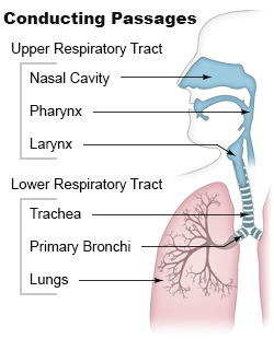 Respiratory System