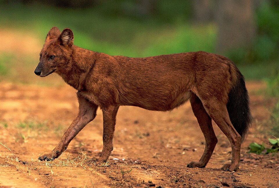 Conservation Biology
