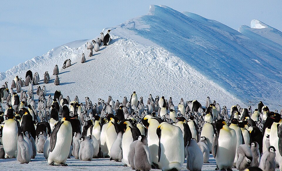 Conservation Biology