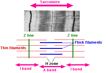 Muscle Physiology