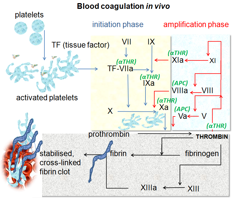 Hematology